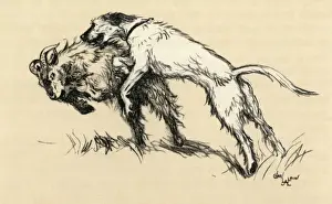 Bite Prints: Illustration by Cecil Aldin, a dog who attacked goats