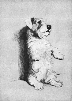 Begging Prints: Illustration by Cecil Aldin, Dogs of Every Day