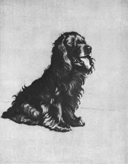 Illustration by Cecil Aldin, Dogs of Every Day