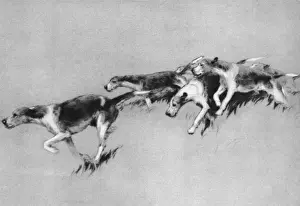 Illustration by Cecil Aldin, Dogs of Every Day