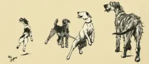 Eager Prints: Illustration by Cecil Aldin, dogs eager for a walk