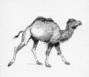 Hump Prints: Illustration by Cecil Aldin, The Dromedary