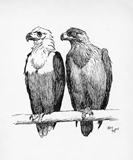 Talons Prints: Illustration by Cecil Aldin, Two Eagles