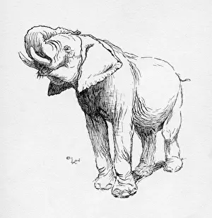 Illustration by Cecil Aldin, The Elephant
