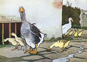 Goose Series (1 of 4)