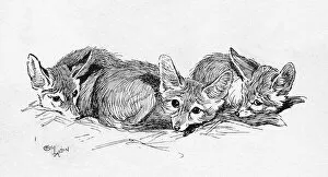 Lying Collection: Illustration by Cecil Aldin, Fennec Foxes