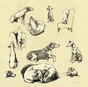 Accomplished Gallery: Illustration by Cecil Aldin, fox terrier posing as model
