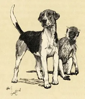 Hound Prints: Illustration by Cecil Aldin, foxhound and monkey