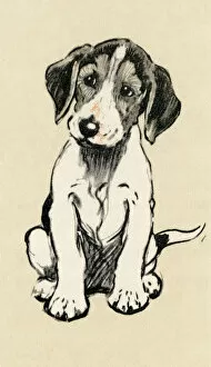 Illustration by Cecil Aldin, foxhound puppy