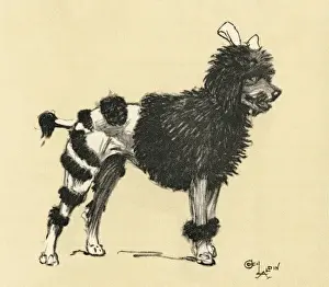 Poodle Prints: Illustration by Cecil Aldin, French poodle