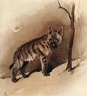Illustration by Cecil Aldin, The Jackal