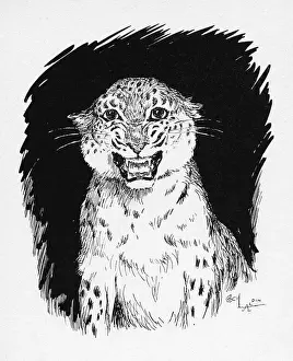 Snarling Prints: Illustration by Cecil Aldin, The Jaguar