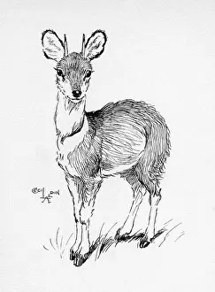 Illustration by Cecil Aldin, The Klipspringer