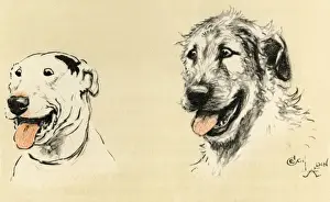 Illustration by Cecil Aldin, Micky and Cracker