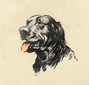 Illustration by Cecil Aldin, the mongrel dog show Illustration by Cecil Aldin, the mongrel dog show