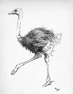 Illustration by Cecil Aldin, The Ostrich