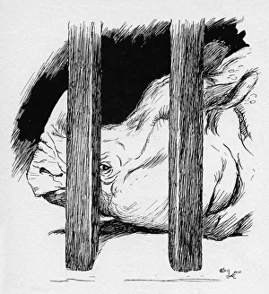Caged Gallery: Illustration by Cecil Aldin, The Rhinoceros