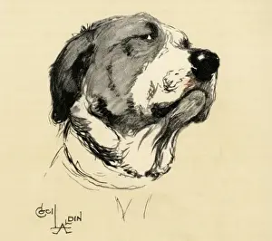 Bored Prints: Illustration by Cecil Aldin, Saint Bernard posing