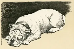 Aldin Prints: Illustration by Cecil Aldin, sleeping bulldog