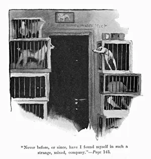 Illustration by Cecil Aldin, Spot and other dogs in cages