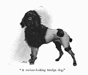 Curious Gallery: Illustration by Cecil Aldin, Spot meets a poodle