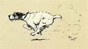 Terrier Collection: Illustration by Cecil Aldin, Tatters chasing the car