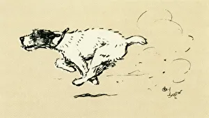 Trip Collection: Illustration by Cecil Aldin, Tatters chasing the car