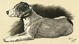 Illustration by Cecil Aldin, a terrier