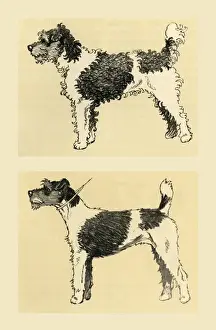 Illustration by Cecil Aldin, terrier before and after