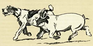 Illustration by Cecil Aldin, terrier and pig