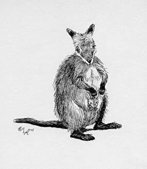 Pouch Collection: Illustration by Cecil Aldin, The Wallaby