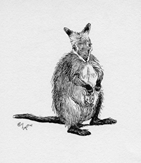 Pouch Collection: Illustration by Cecil Aldin, The Wallaby