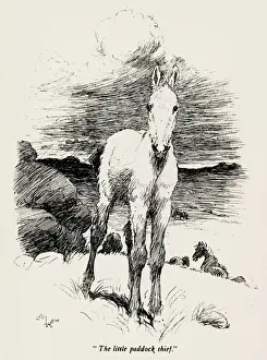 Illustration by Cecil Aldin, The Wild Horses of Iceland