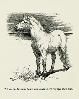 Illustration by Cecil Aldin, The Wild Horses of Iceland