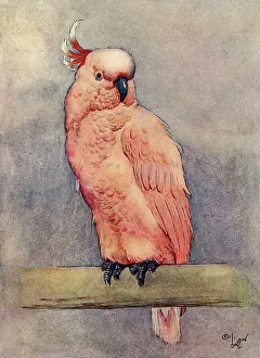Illustration, Clicko the pink cockatoo