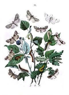 Quercus Gallery: Illustration, Cymatophoridae -- Acronyctidae