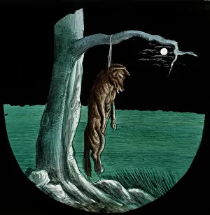 Hung Prints: Illustration of a dead wolf
