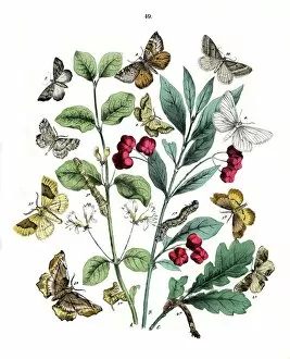 Moths Gallery: Illustration, Dendrometridae