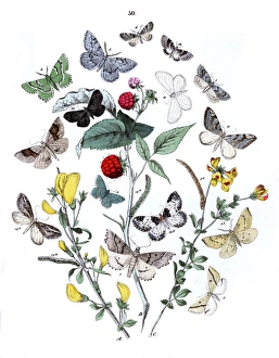 Moths Gallery: Illustration, Dendrometridae -- Phytometridae