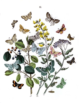 Illustration, Dendrometridae -- Phytometridae Illustration, Dendrometridae -- Phytometridae