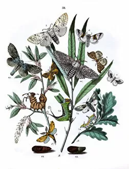 Quercus Gallery: Illustration, Drepanulidae -- Notodontidae