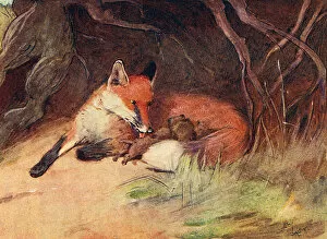 Roots Collection: Illustration, female fox with cubs