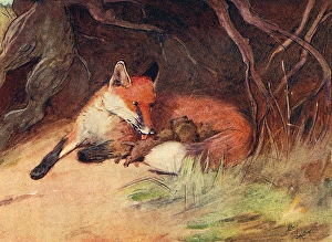 Roots Collection: Illustration, female fox with cubs
