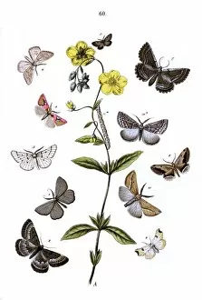 Moths Gallery: Illustration, Geometrae