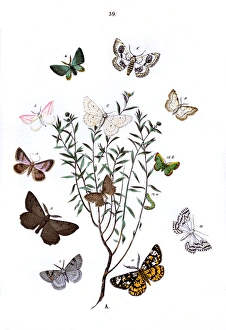 Illustration, Geometrae Illustration, Geometrae