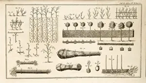 Duhamel Prints: Illustration of growing and managing trees