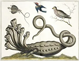 Lepidosaur Prints: Hydra