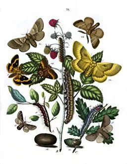 Quercus Gallery: Illustration, Lasiocampidae