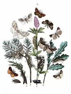 Quercus Gallery: Illustration, Liparidae -- Notodontidae