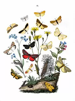 Illustration, Lithosidae -- Arctiidae